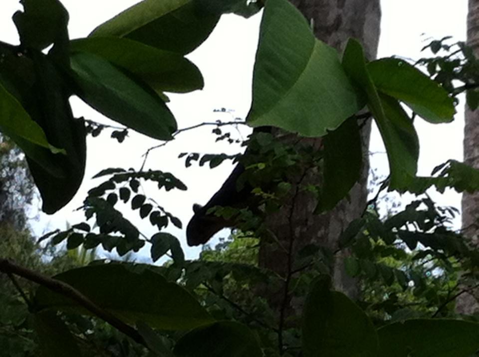 Gem Field Rest Bed & Breakfast Ratnapura Exterior foto